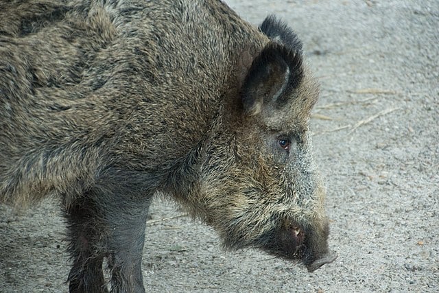 «Γρεβενά: Συναρπαστική περιπέτεια κυνηγού που δέχθηκε επίθεση από τραυματισμένο αγριογούρουνο!»