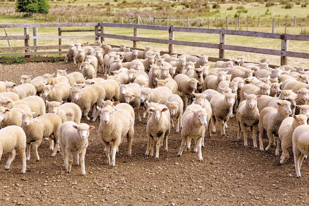 «Λάρισα: Η Πρωτεύουσα της Ευλογιάς – Ανακαλύψτε τα Σοκαριστικά Στοιχεία για Όλη την Ελλάδα!»