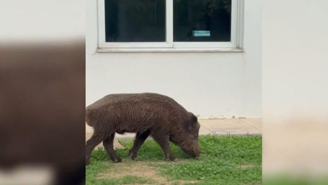 «Αγριογούρουνα σε Αστικό Τοπίο: Μια Σπάνια Συναντήση στο Δαφνί – Δείτε το ΒΙΝΤΕΟ!»