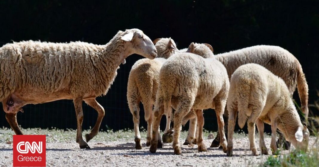 «Τσιάρας: Γιατί ο εμβολιασμός δεν εξάλειψε την ευλογιά στις χώρες που τον υιοθέτησαν»