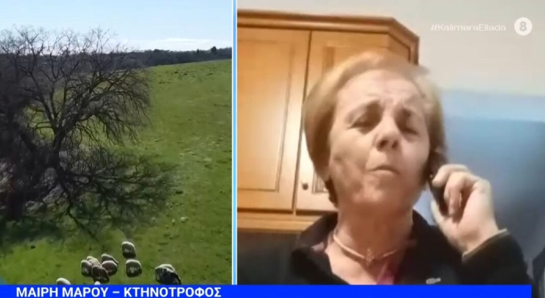 «Κτηνοτροφία σε Κρίση: Η Σπαρακτική Μαρτυρία Ηλικιωμένης Κτηνοτρόφου για την Ευλογιά που Απειλεί το Μέλλον μας»