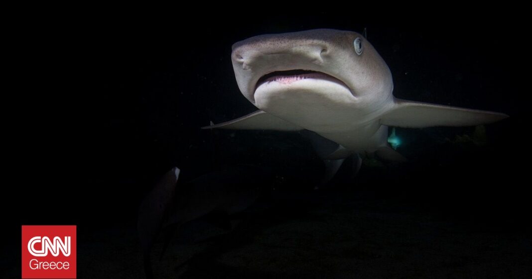 «Συναρπαστική ανακάλυψη: Τεράστιος λευκός καρχαρίας εντοπίστηκε ανοιχτά της Καρπάθου – Δείτε το απίστευτο βίντεο!»