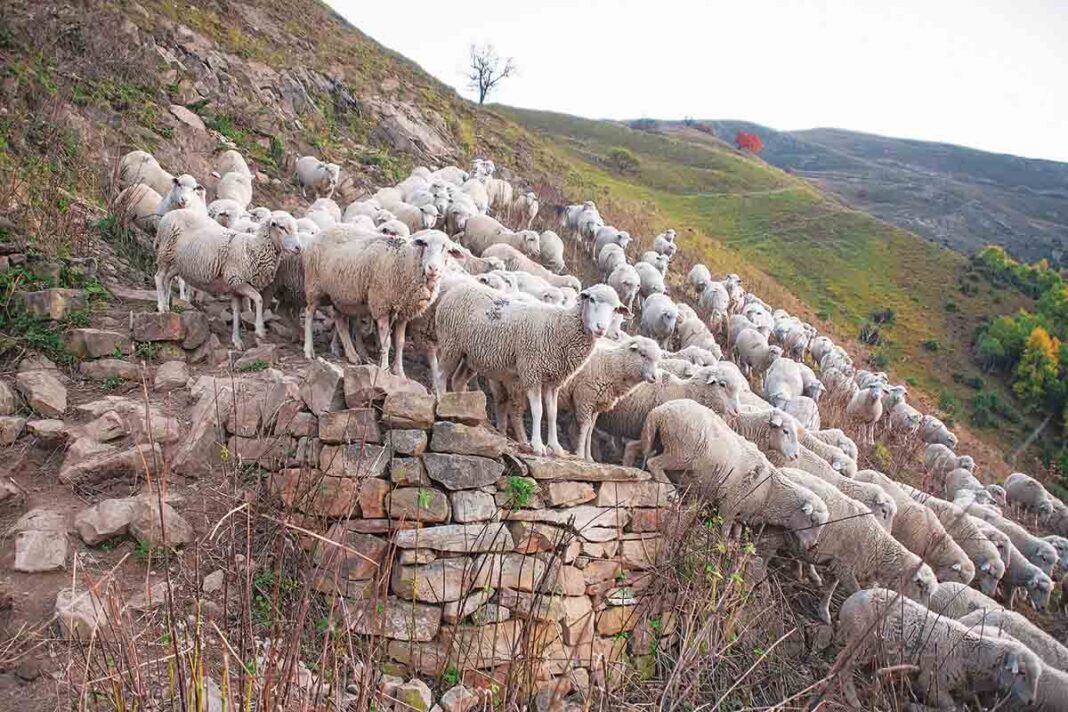 Λασίθι: Πατέρας και γιοί σε απίστευτη περιπέτεια – Ζωοκλοπή και φυλακή!