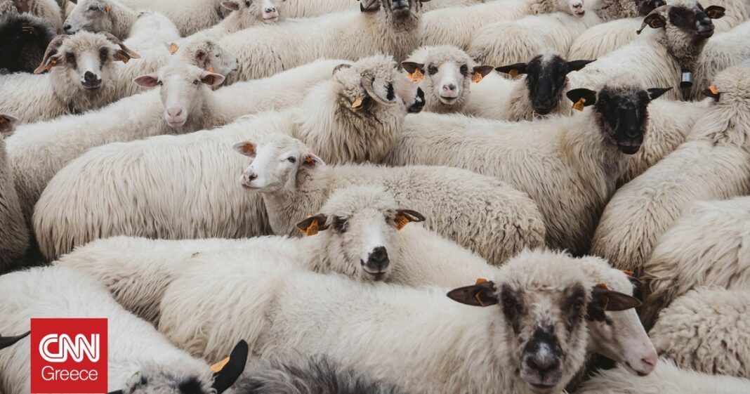 «Ευλογιά των Προβάτων: Συναγερμός στην Κεφαλονιά με 121 Νέα Κρούσματα!»