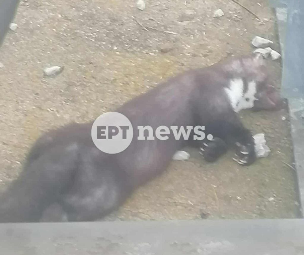 «Σοκ στην Καστοριά: Πετροκούναβο προκαλεί blackout σε μισό νομό!»