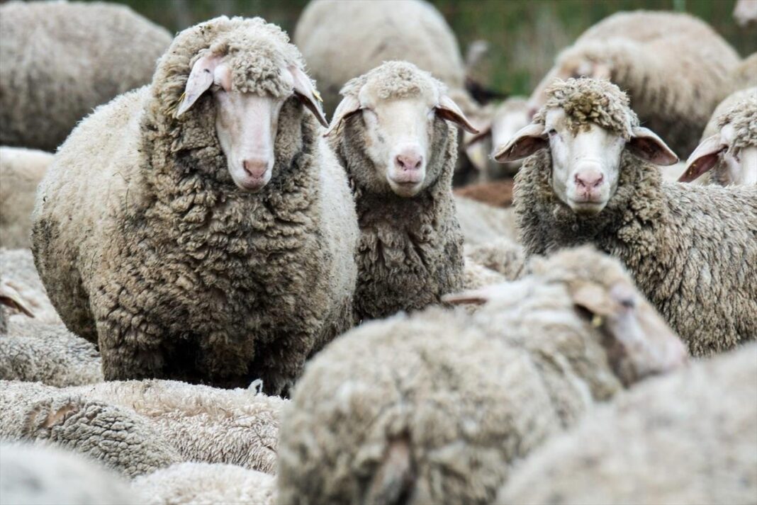 «Τσιάρας:-Συναγερμός-για-την-ελληνική-κτηνοτροφία-–-Οι-προειδοποιήσεις-που-δεν-πρέπει-να-αγνοήσουμε!»