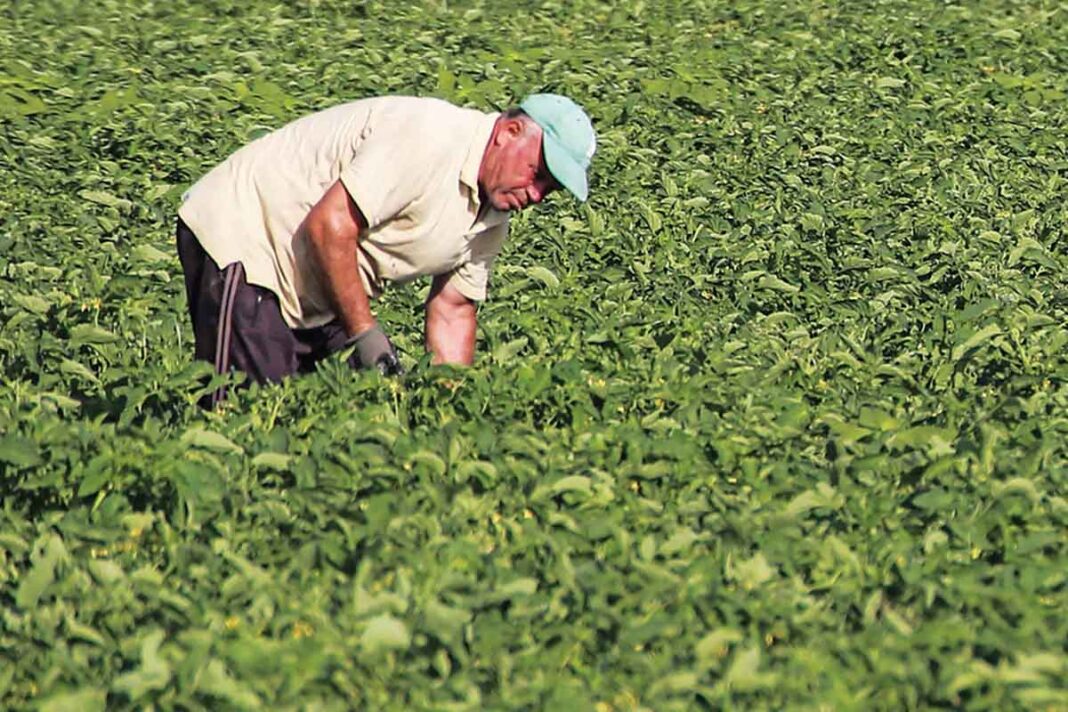«Αβέβαιο Μέλλον για τους Συνταξιούχους Αγρότες: Ποιες είναι οι Προκλήσεις που Αντιμετωπίζουν;»