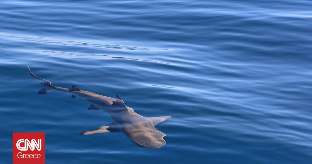 «Συναρπαστική-Ανακάλυψη:-Καρχαριοειδές-Στη-Θάλασσα-των-Χανίων-–-Δείτε-το-Βίντεο-με-την-Εντυπωσιακή-του-Πάλη-με-τα-Κύματα!»