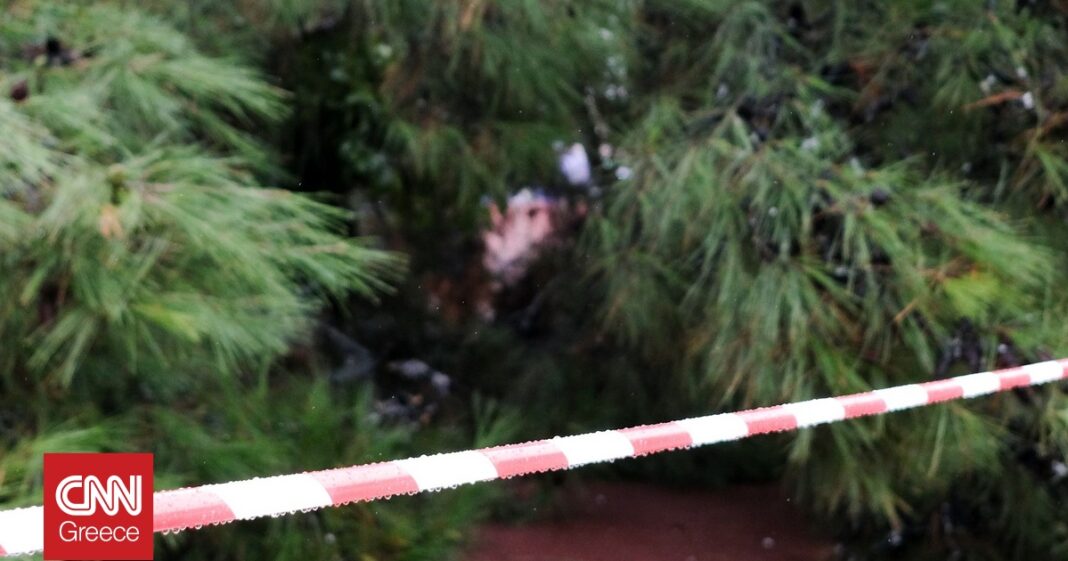 «Θεσσαλονίκη: Δέντρο «καταρρέει» και προκαλεί χάος – Αυτοκίνητα κάτω από τα κλαδιά!»