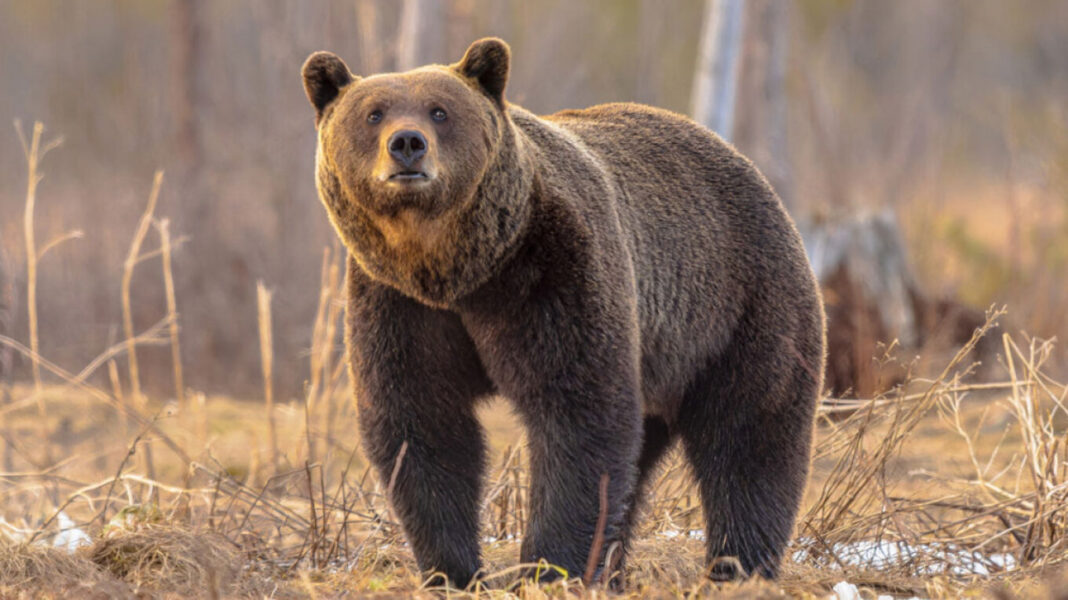 «Αρκούδες σε Αταξία: Το Κόσοβο Αντιμετωπίζει Μια Απίθανη Εισβολή – Οι Κάτοικοι Ζητούν Βοήθεια!»