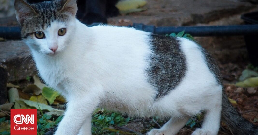 Δονούσα: Φυλακίστηκε ο άνδρας που κρατούσε 58 γάτες σε απάνθρωπες συνθήκες!